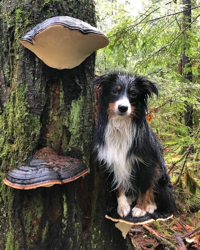 Functional mushrooms for pets