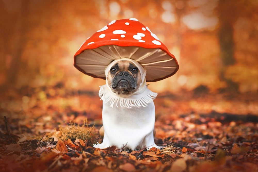functional mushrooms for pets